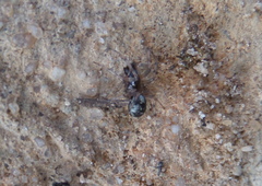 Enoplognatha