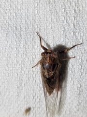 Birrima varians