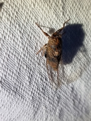 Birrima varians