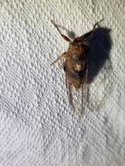 Birrima varians