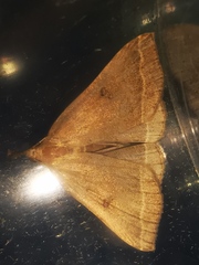 Pechipogo plumigeralis