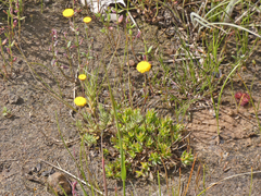 Leptorhynchos squamatus