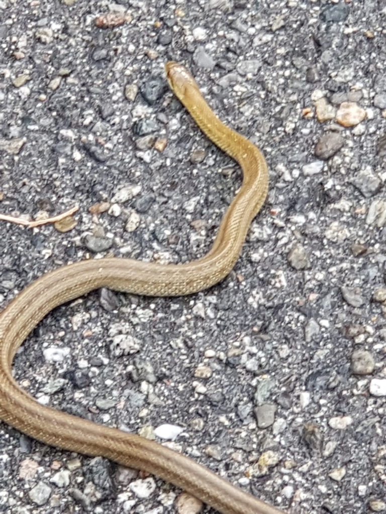 Italian Aesculapian Snake