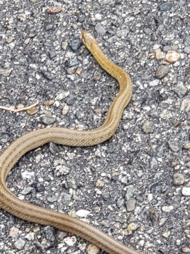 Italian Aesculapian Snake