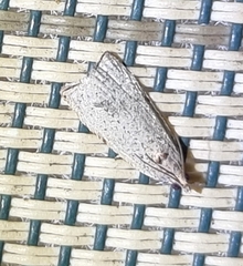 Isotenes miserana