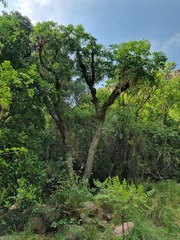 Cussonia transvaalensis