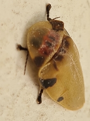 Aspisoma sticticum