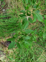 Vitex rehmannii