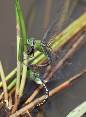 Anax guttatus