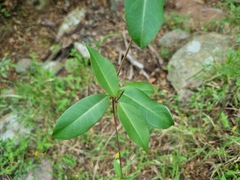 Cryptolepis cryptolepioides