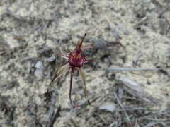 Caladenia reticulata
