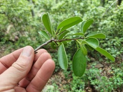 Ximenia americana