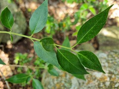 Volkameria glabra