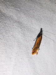 Dichomeris acuminatus