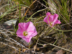 Convolvulus angustissimus