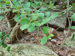 Maytenus undata