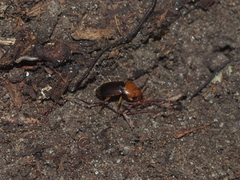 Amphasia interstitialis