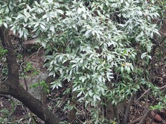 Pterocelastrus echinatus