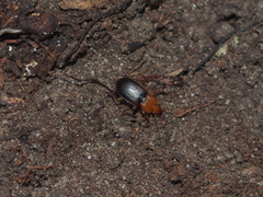 Amphasia interstitialis