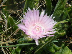 Delosperma sutherlandii