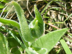 Delosperma sutherlandii