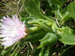 Delosperma sutherlandii