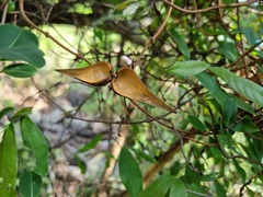 Cryptolepis cryptolepioides