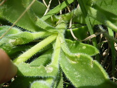 Delosperma sutherlandii