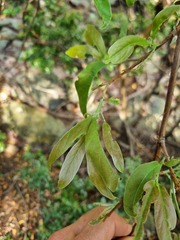 Combretum moggii
