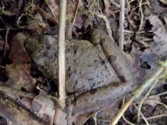 Microhyla