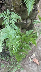 Davallia solida