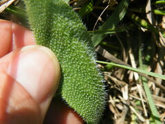 Delosperma sutherlandii