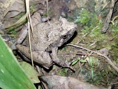 Microhyla