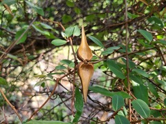 Cryptolepis cryptolepioides