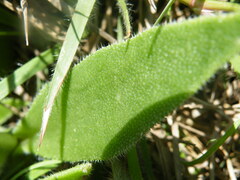 Delosperma sutherlandii