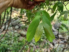 Combretum moggii