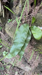 Asplenium nidus