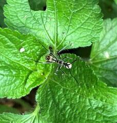 Polyrhachis sexspinosa