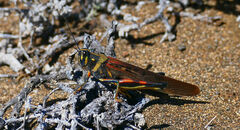Schistocerca melanocera