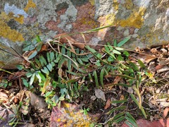Pellaea dura