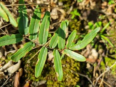 Pellaea dura