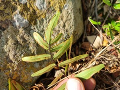 Pellaea dura
