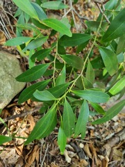 Pterocelastrus echinatus