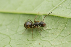Camponotus nipponensis