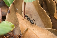 Camponotus concavus