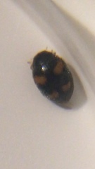 Nephus quadrimaculatus