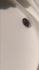 Nephus quadrimaculatus