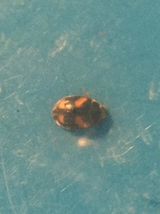 Nephus quadrimaculatus