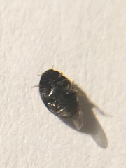 Nephus quadrimaculatus
