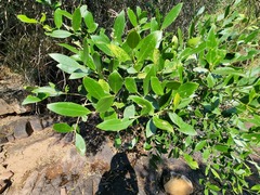 Olea capensis enervis